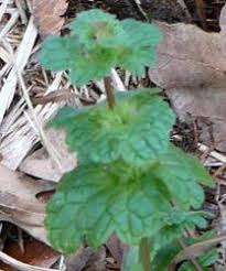 Check spelling or type a new query. Central Texas Garden Weeds Hortupdate Jan Feb 2011 Aggie Horticulture