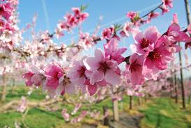 There are many different types of flowers, and they all have their own flower meanings! 10 Beautiful Japanese Flowers And Their Meanings Jpvisitor