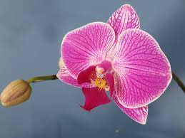Foto circa fiori gialli dell'orchidea in giardino. Phalaenopsis O Orchidea Falena Consigli Coltivazione E Cura
