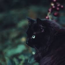 76 top black cat desktop wallpapers , carefully selected images for you that start with b letter. Black Cat Ipad Air Ipad Air 2 Ipad 3 Ipad 4 Ipad Mini 2 Ipad Mini 3 Ipad Mini 4 Ipad Pro 9 7 For Parallax Wallpapers Hd Desktop Backgrounds 2780x2780 Images And Pictures