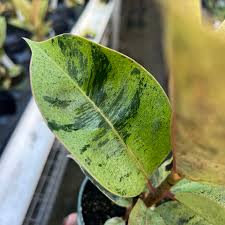 Image result for Ficus muelleriana