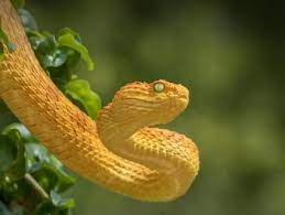 Yellow Bush Viper Viper Snake Snake Images Animals