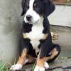 Grosser schweizer sennenhund or french: 1