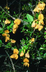 Image result for Brya