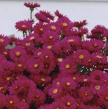 Jung Seed Flower Seeds Annual Plants Perennial Plants