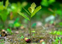 Image result for oak sapling