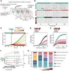 Program within @mayoclinicgradschool is currently accepting applications! The Effects Of Proliferation Status And Cell Cycle Phase On The Responses Of Single Cells To Chemotherapy Molecular Biology Of The Cell
