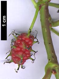 Image result for Morus indica