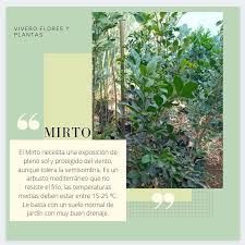 Vivero Flores Y Plantas Mirto 2 50 Facebook