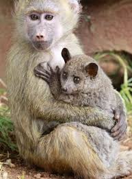100% own content, 100% real orgasms! The Baboon And Her Galago Animals Friendship Unusual Animal Friendships Unusual Animals