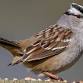 Birding in Penasquitos Canyon