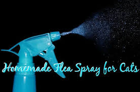 Homemade Flea Spray For Cats Fluffy Kitty