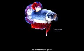 The most expensive fish are varied in background but all are interesting in their own way! Thai Fish With National Flag Colors Sells For Record Sum