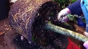 Click image for source and license. Re Potting A Standard Bay Tree Live Out Take Youtube