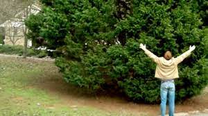 Planting a cypress too close is not recommended. Leyland Cypress Trees Fast Growing Tree Privacy Shrub Bush Youtube