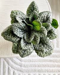 Image result for Gesneriaceae