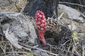Image result for Sarcocornia natalensis