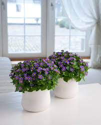 Image result for Exacum