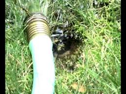 Swing to win if you want to get rid of a rogue wasp or send it fleeing back outside, but be careful because bugged out. Yellowjacket Nest Vs Garden Hose Youtube