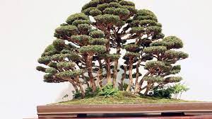 There should be a single rhythm or style; Forest Bonsai Inspiration Youtube