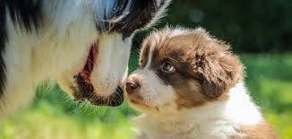 Welpen Und Zuchter Suche Vdh De Husky Mischlinge Und Mischlingswelpen Kaufen Ebay Bern In 2020 Shepherd Mix Puppies Pitbull Dog Breed Australian Shepherd Mix Puppies