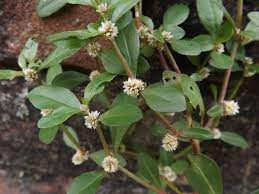 Department of agriculture agricultural research service. Shachi Or Sessile Joyweed Alternanthera Sessilis