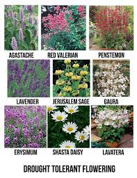 Come shop the best and biggest selections for desert trees from moon valley nursery! Drought Tolerant Flowering Plants For San Diego Drought Tolerant Garden Drought Resistant Plants Drought Tolerant Plants