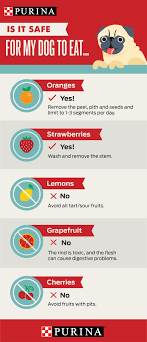 Can My Dog Eat Fruits And Berries Purina S Expert Nutritionist Shares Safety Tips On Feeding P Can Dogs Eat Strawberries Healthy Cat Food Can Dogs Eat Oranges