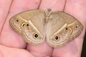 Image result for Brownleea mulanjiensis