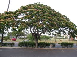 Image result for Samanea saman