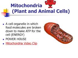 The dual presence of mitochondria and functional chloroplasts within specialized animal cells indicates a high degree of biochemical identity, stereoselectivity of energy processing in both plants and animals have become. Cells Ppt Download