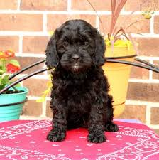 Crosses between the miniature poodle and american cocker spaniel have existed for over 30 years; Cockapoo Puppies Breeders Near Me