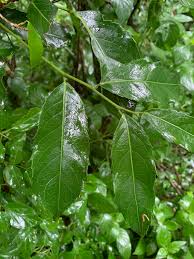 Image result for Rawsonia lucida