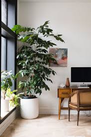 A Complete Guide To Lighting For Your Indoor Plants Quiz Large Indoor Plants Indoor Plants Interior Plants