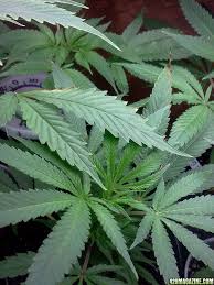 Does brown on tips of leaves mean over watering? Leaves Tips Turning Brown 420 Magazine