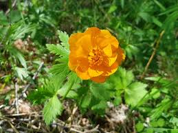 Check spelling or type a new query. Summer Wild Flowers Mongolia Jenny Sandiford