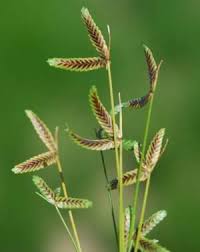 Image result for Isolepis costata
