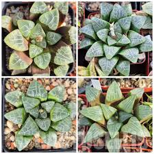 Image result for Haworthia mix
