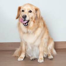 He has the biggest heart and just wants to find a family who will love him the way he is. Golden Retriever Rescue Dogs For Adoption Near Rochester Minnesota Petcurious