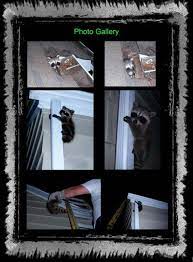 Stribai ir kova su kenkėjais. Defender Pest Control Cedar Lake In 46303 Yp Com