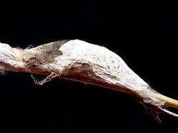 Image result for Artabotrys collinus