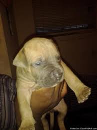 Don't miss what's happening in your neighborhood. Blue Blue Fawn Pitbull Puppies For Sale For Sale In Chicago Illinois Classified Americanlisted Com
