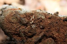 Termites are a major pest here in the united states and are important to the natural balance and recycling of cellulose products in our. Termite Control Diy Termite Treatment Products Fast Free Shipping Domyown Com