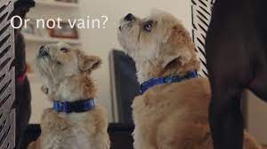 Do Dogs Recognize Their Reflection In The Mirror Youtube