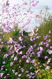 Mon Petit Jardin En Sologne Debut Septembre Au Jardin Jardins Petit Jardin Septembre