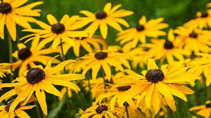 Find the best on this list of deer resistant plants. Rabbit And Deer Resistant Perennials Perennials