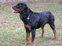 German shepherds are courageous, keen, alert and fearless. The Long Haired Rottweiler Everything You Need To Know