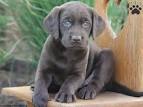Labrador Puppies for Sale – Silver Labs for Sale – Dog ...