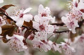 Use them in commercial designs under lifetime, perpetual & worldwide rights. Purple Plum Tree Flowering Tree Spring Springtime Easter S Easter Pictures Flowers Pink Blossoms Nature Garden Pikist