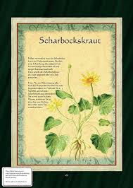 Scharbockskraut Krauter Pflanzen Krauterpflanzen Heilpflanzen